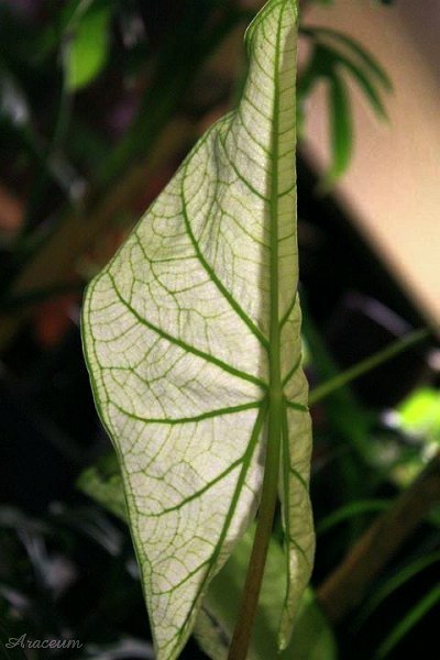 Caladium 'Candidum Jr.' © Taylor Holzer