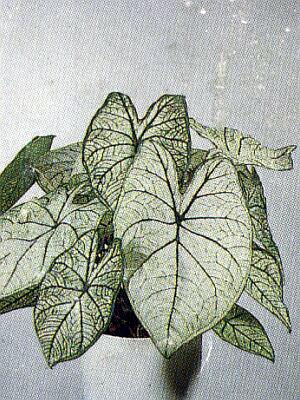 Bloemenbureau Holland 1991/92