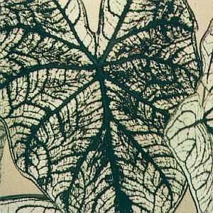 The Care Of House Plants photo © Jeremy Finlay