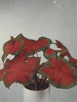 Bloemenbureau Holland 1991/92