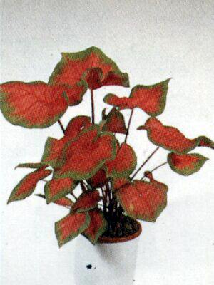 Bloemenbureau Holland 1997/98