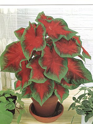 Die 200 schönsten...