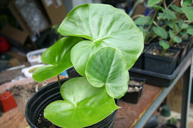 Carlephyton madagascariense