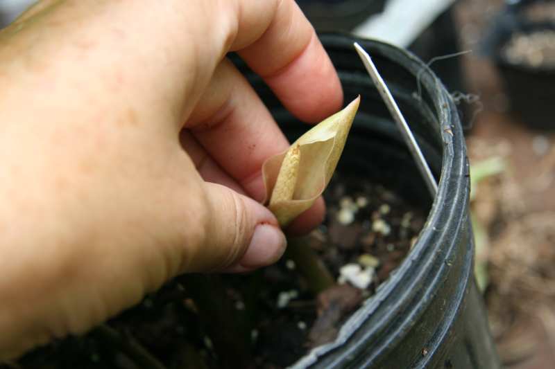 Carlephyton madagascariense