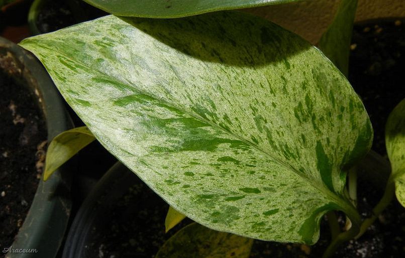 Epipremnum 'Marble Queen' © Taylor Holzer