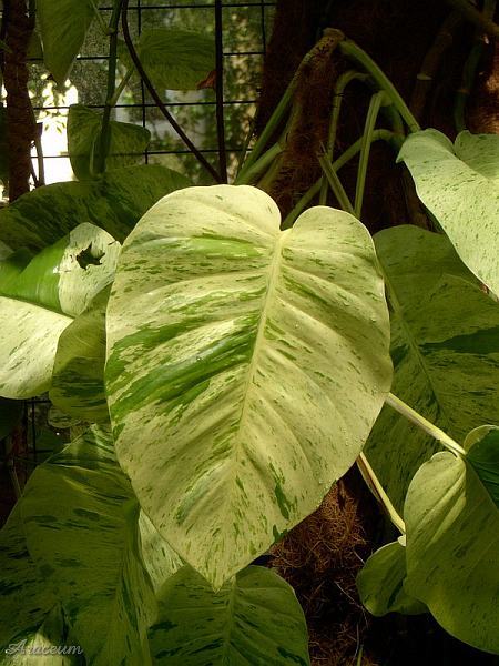 Epipremnum 'Marble Queen'