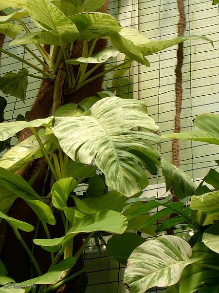 Epipremnum 'Marble Queen'