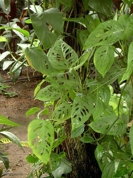 Monstera obliqua?