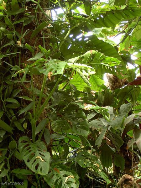 Monstera obliqua?