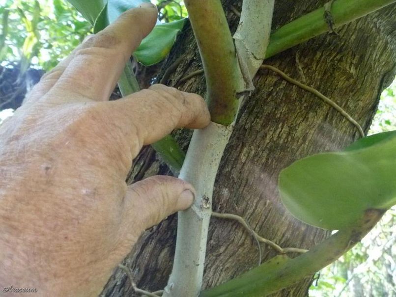 Philodendron correae © Michael Pascall