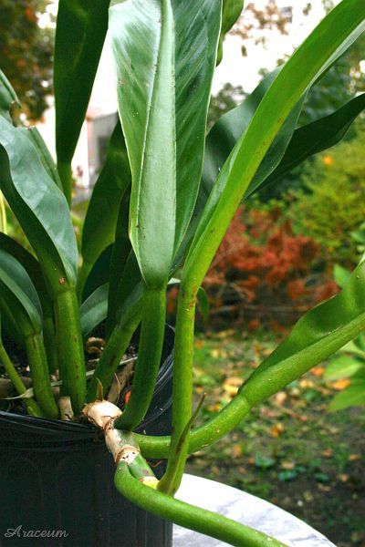 Philodendron crassinervium © Sascha Rybinski