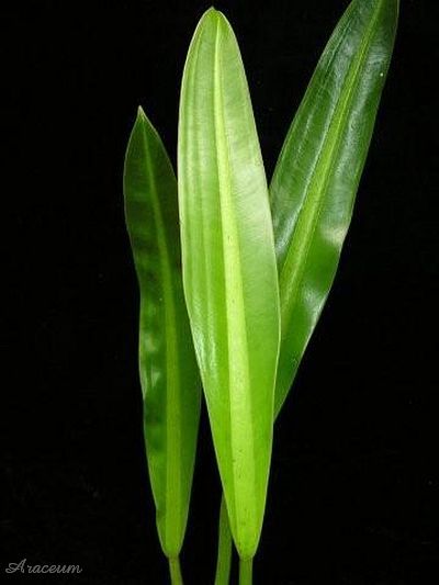 Philodendron crassinervium © Windy Aubrey