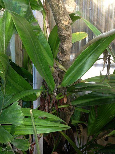 Philodendron crassinervium © Mark Ferdschneider