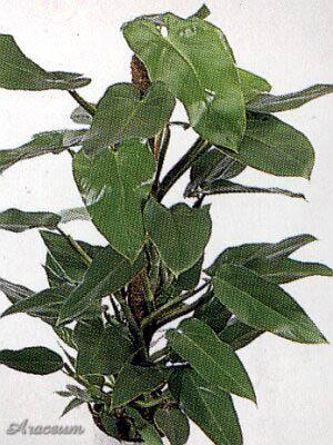 Philodendron 'Emerald King'