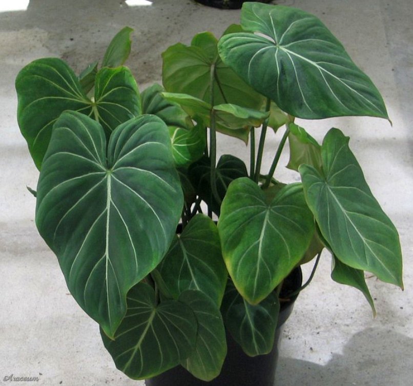 Philodendron gloriosum © Helmut Reisenberger
