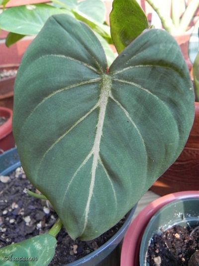 Philodendron gloriosum © Taylor Holzer