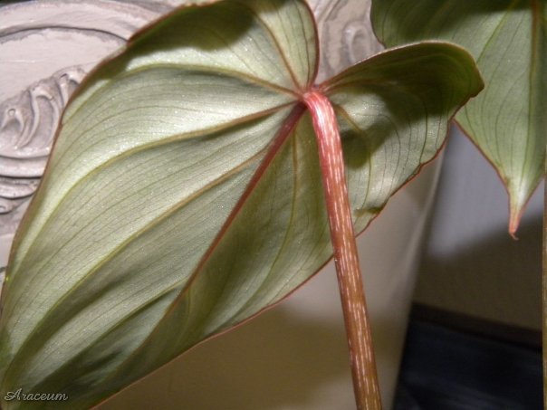 Philodendron gloriosum © Taylor Holzer