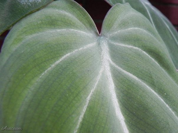 Philodendron gloriosum © Taylor Holzer