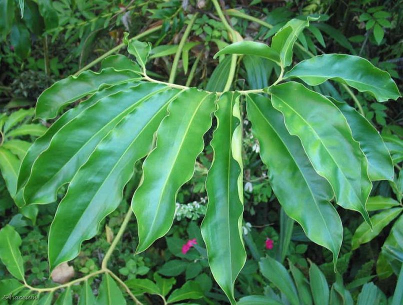 Philodendron goeldii © Michael Pascall