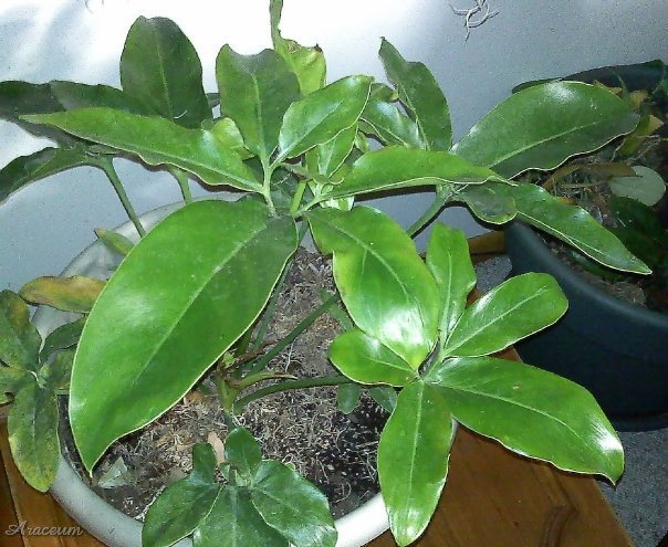 Philodendron goeldii © Taylor Holzer