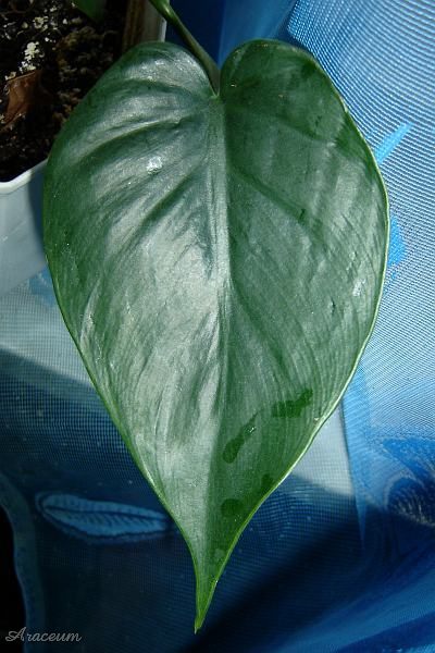 Philodendron hederaceum © Marek Argent