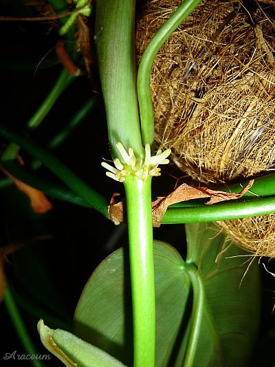 Philodendron hederaceum © Marek Argent