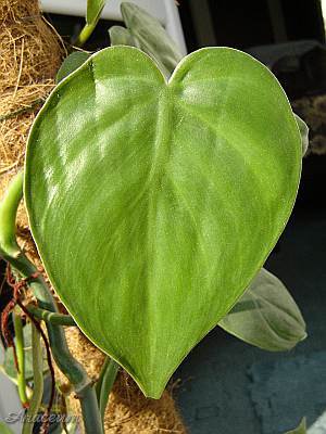 Philodendron hederaceum © Marek Argent 2004-10