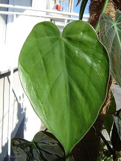 Philodendron hederaceum © Marek Argent