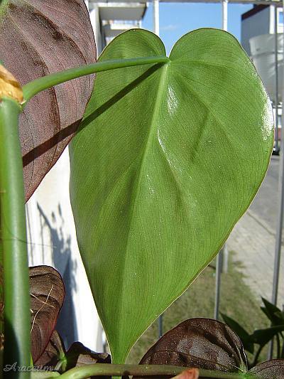 Philodendron hederaceum © Marek Argent
