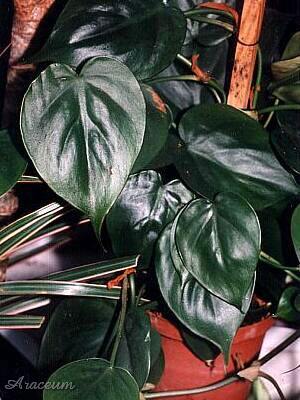 Philodendron hederaceum © Marek Argent