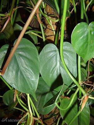 Philodendron hederaceum © Marek Argent 1997