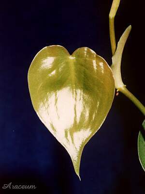 Philodendron hederaceum © Marek Argent 2003-02-14