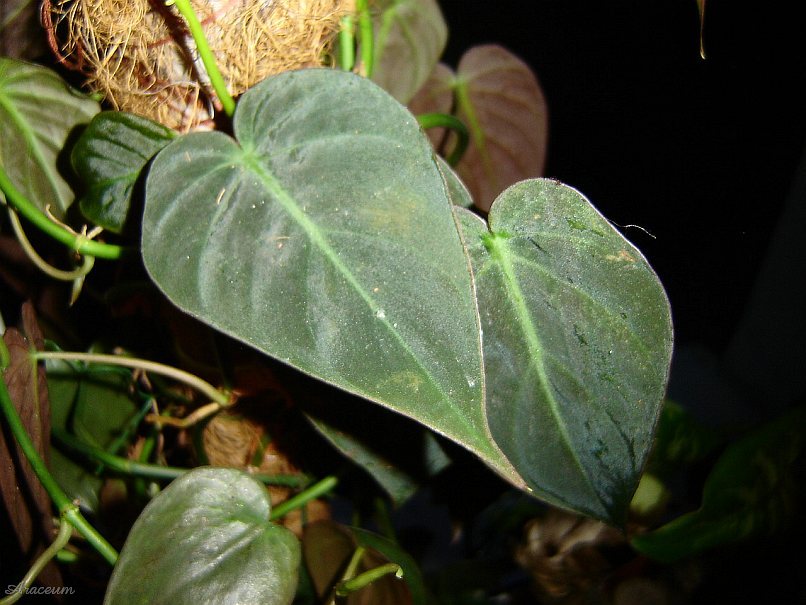Philodendron hederaceum var. micans © Marek Argent