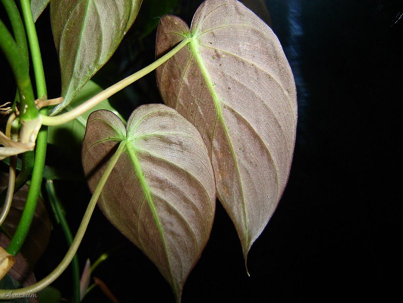 Philodendron hederaceum var. micans © Marek Argent