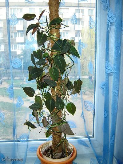Philodendron hederaceum var. micans © Marek Argent