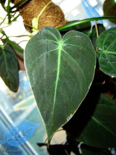 Philodendron hederaceum var. micans © Marek Argent