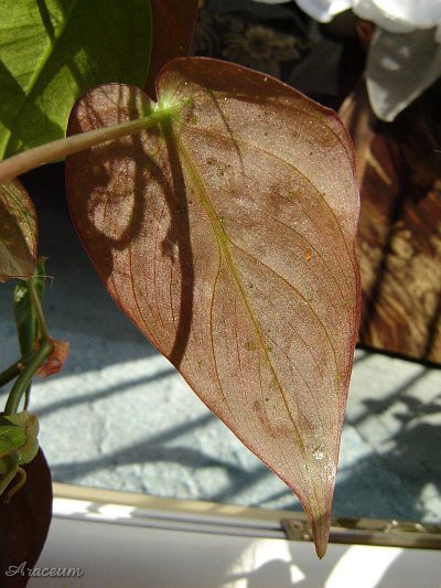 Philodendron hederaceum var. micans © Marek Argent