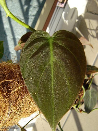Philodendron hederaceum var. micans © Marek Argent
