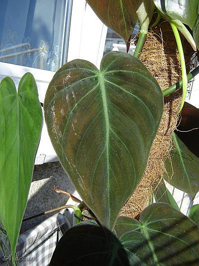 Philodendron hederaceum var. micans © Marek Argent