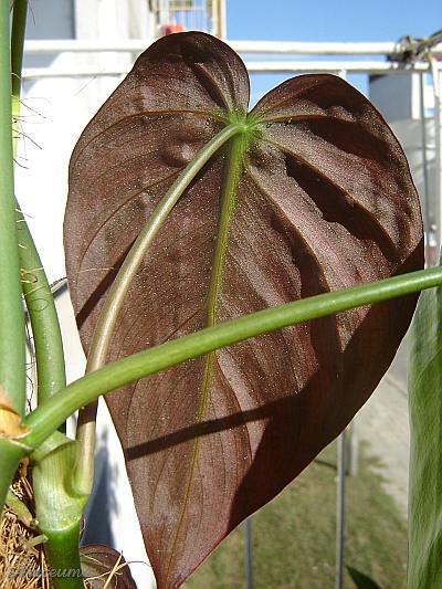 Philodendron hederaceum var. micans © Marek Argent