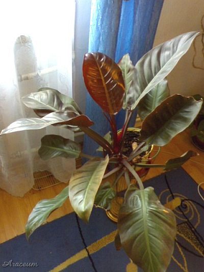 Philodendron 'Imperial Red' © Marcin Wójcik