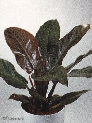 Bloemenbureau Holland 1997/98