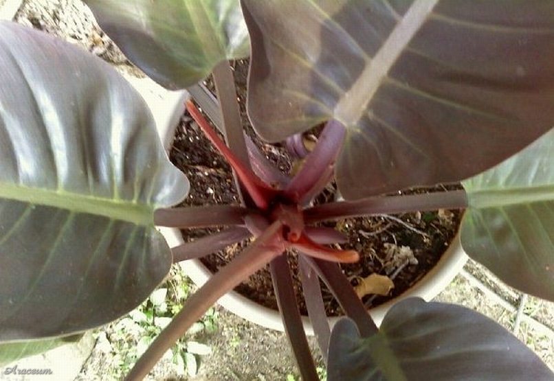 Philodendron 'Imperial Red' © Taylor Holzer