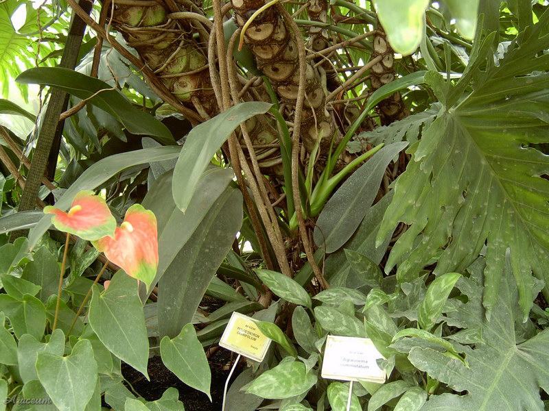 Philodendron martianum © Bartosz T. Zalewski