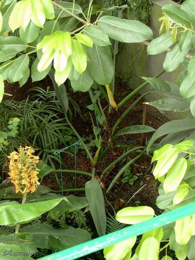 Philodendron martianum © Bartosz T. Zalewski