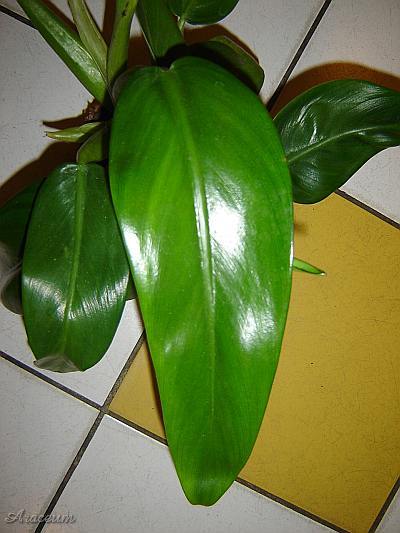 Philodendron martianum © Marek Argent