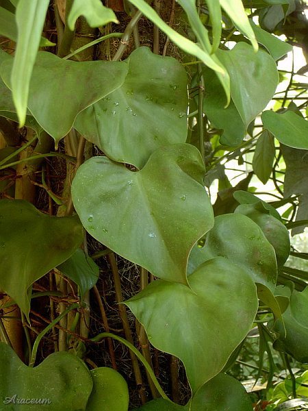 Philodendron microstictum © Bartosz T. Zalewski