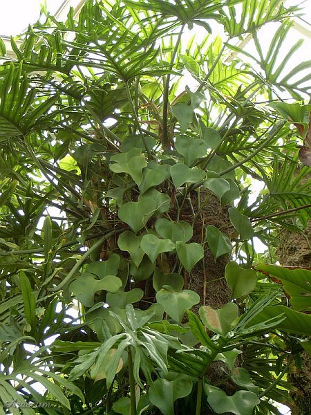 Philodendron microstictum © Bartosz T. Zalewski