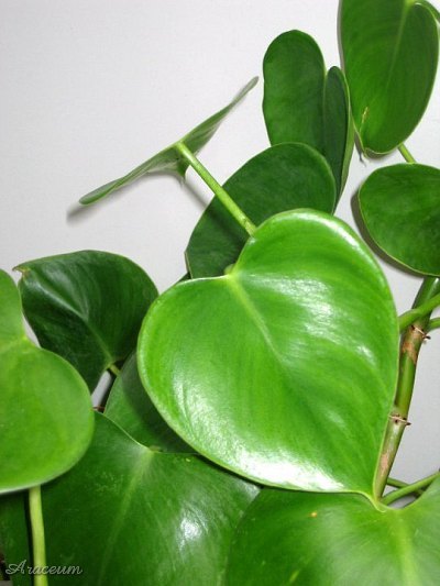Philodendron microstictum © Helmut Reisenberger