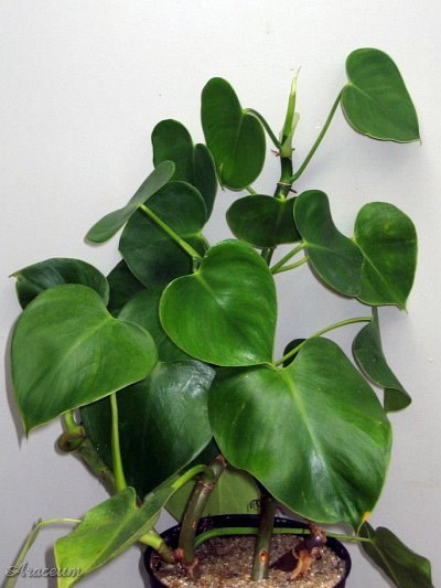 Philodendron microstictum © Helmut Reisenberger